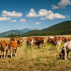 Tallow Food: Rediscovering a Timeless Cooking Staple